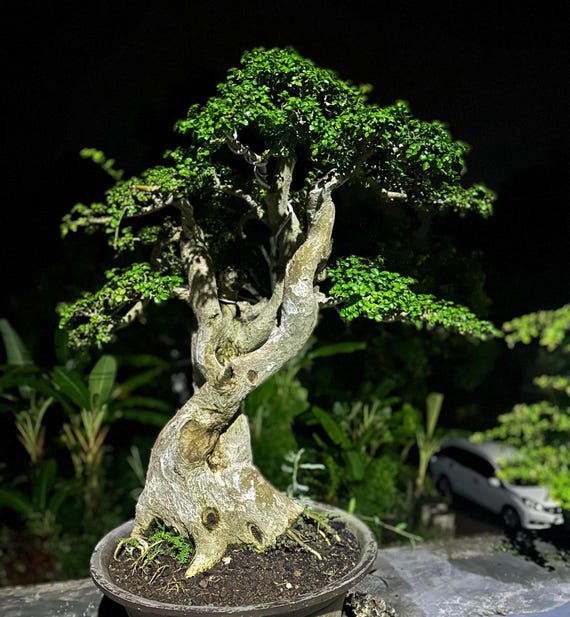 Lebensbaum. Bonsai Strubus Asper Groe Gre - Etsy sterreich