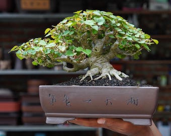 ハイビスカス盆栽　沖縄盆栽 ハイビスカス盆栽 沖縄盆栽 ハイビスカス盆栽 班入り 琉球盆栽 plant