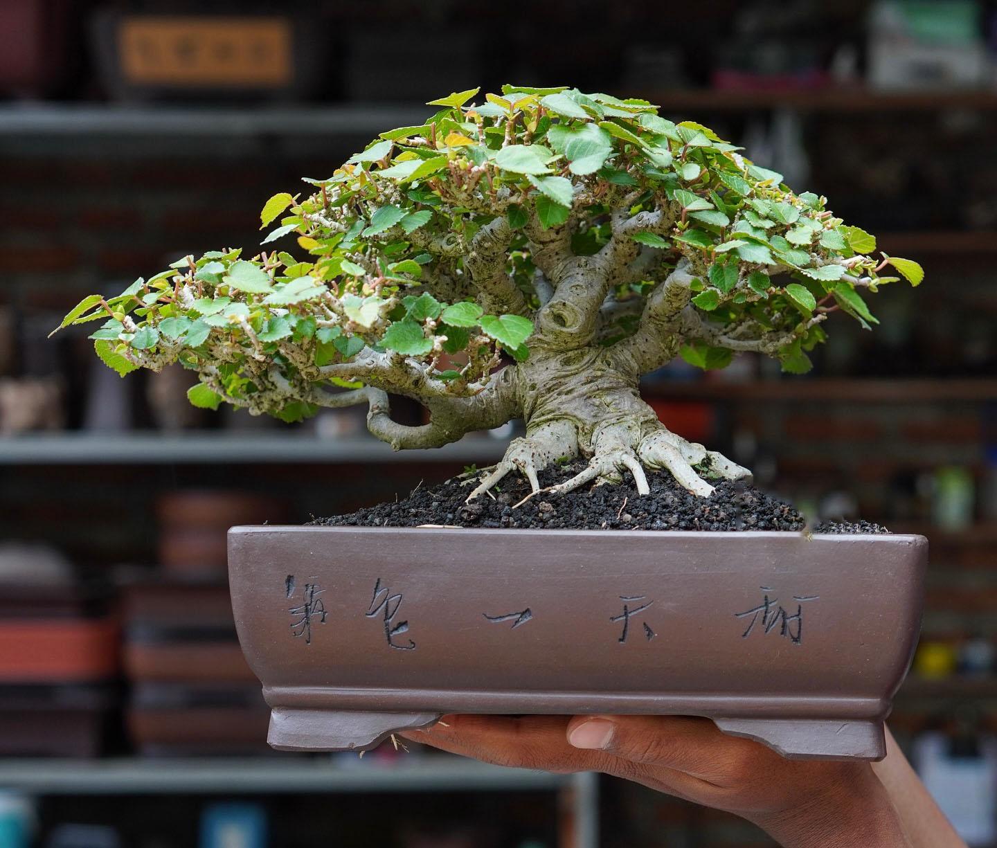 ハイビスカス盆栽　沖縄盆栽 ハイビスカス盆栽 沖縄盆栽