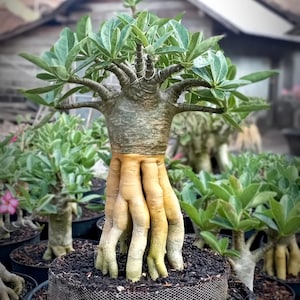 Puede incluir: Un árbol bonsái con un tronco grueso y nudoso y múltiples ramas. El tronco es de color marrón claro y las ramas son verdes. El árbol está en maceta en una maceta negra con un inserto de malla metálica. El árbol está rodeado de otras plantas en maceta.