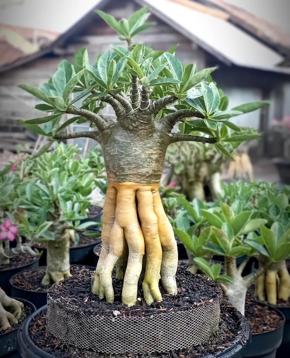Tatschliche Pflanze. Bonsai Wstenrose. Adenium Bonsai Arabicum Long Codex  Golden Roots - Etsy sterreich