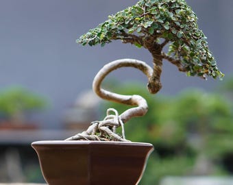 17yr Old Chinese Elm bonsai tree in 10/12inch pot - Etsy.de