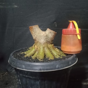 Puede incluir: Un árbol bonsái con un tronco grueso y nudoso y múltiples ramas. El árbol está en maceta en una maceta de plástico negra y está sentado sobre una superficie oscura. Una pequeña botella de plástico roja con tapa amarilla está sentada junto a la maceta.