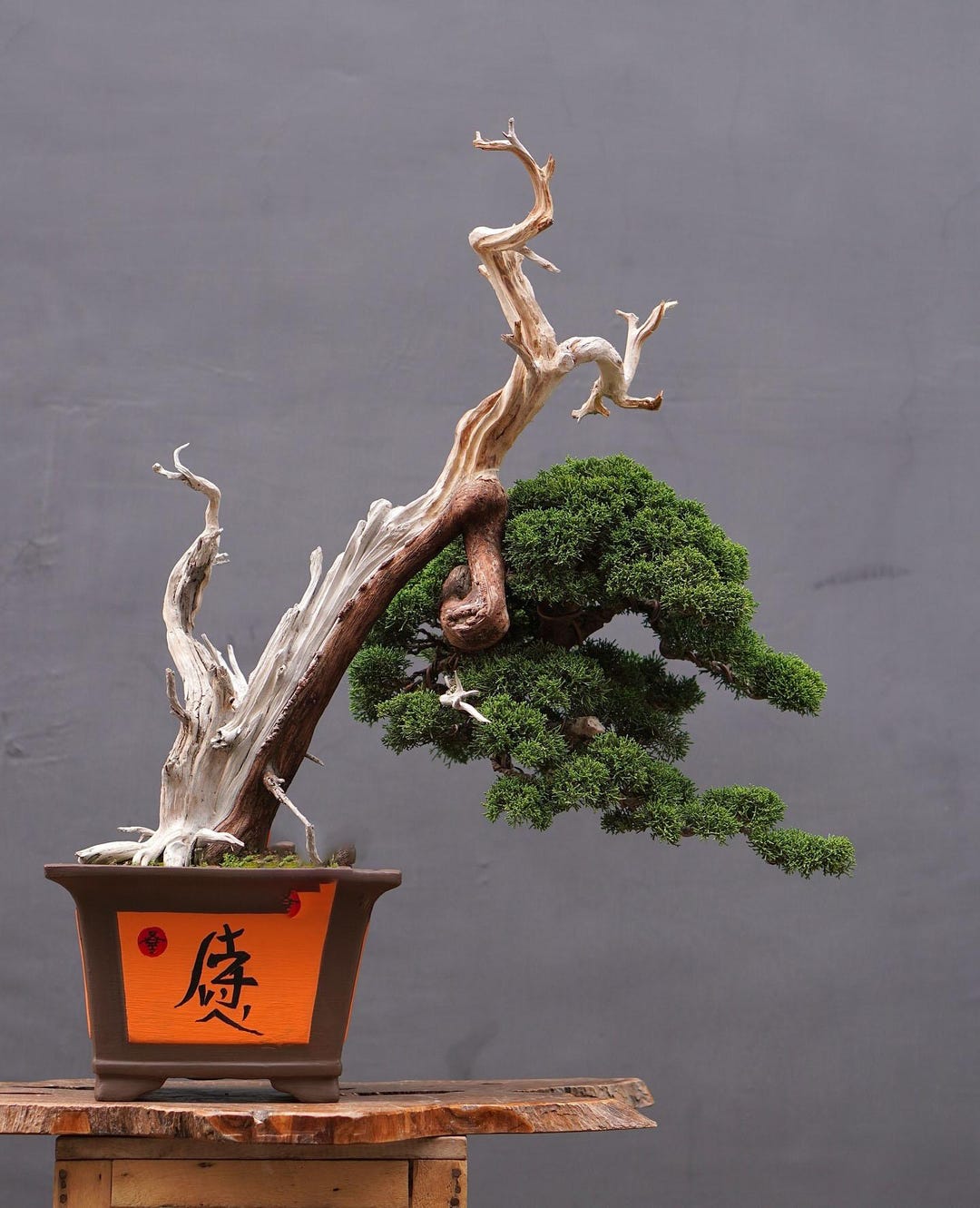 Real Picture. Bonsai Cemara Pimpong Kisu - Etsy