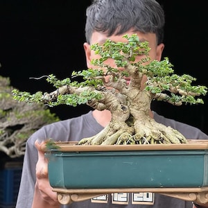 Bonsai Tree. BONSAI Premna Microphyla