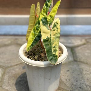 Philodendron Billietiae Variegated 3 leaf. With Phytosanitary