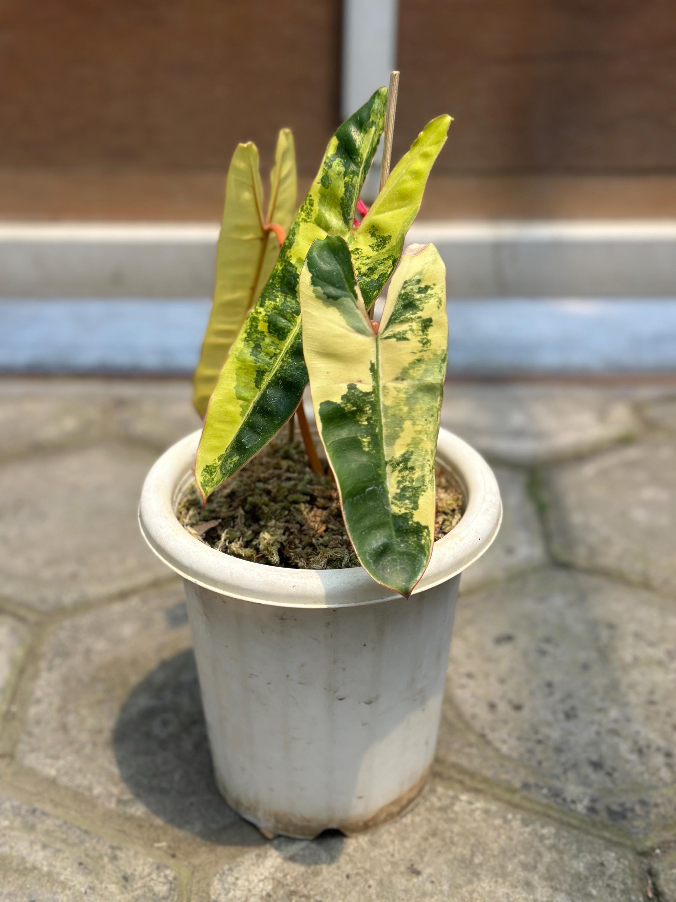 Philodendron billietiae variegated - Etsy 日本