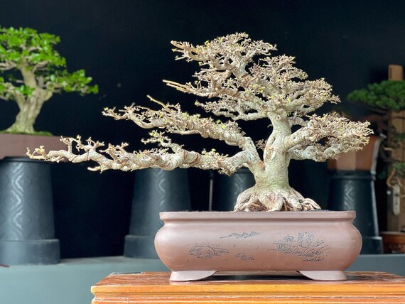 efeutute online kaufen 2x Goldene Efeutute Epipremnum Aureum 20 cm kaufen – Pflanzen online kaufen main image 0