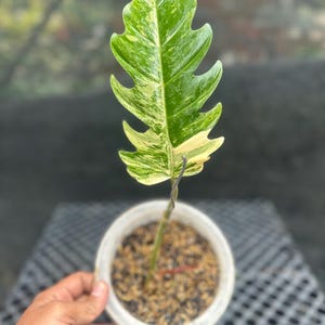 Actual Plant. Philodendron Caramel Marble. Free Phytosanitary