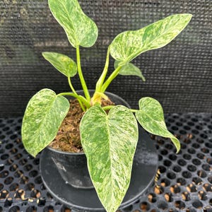 Philodendron Giganteum Marble. Free Phytosanitary