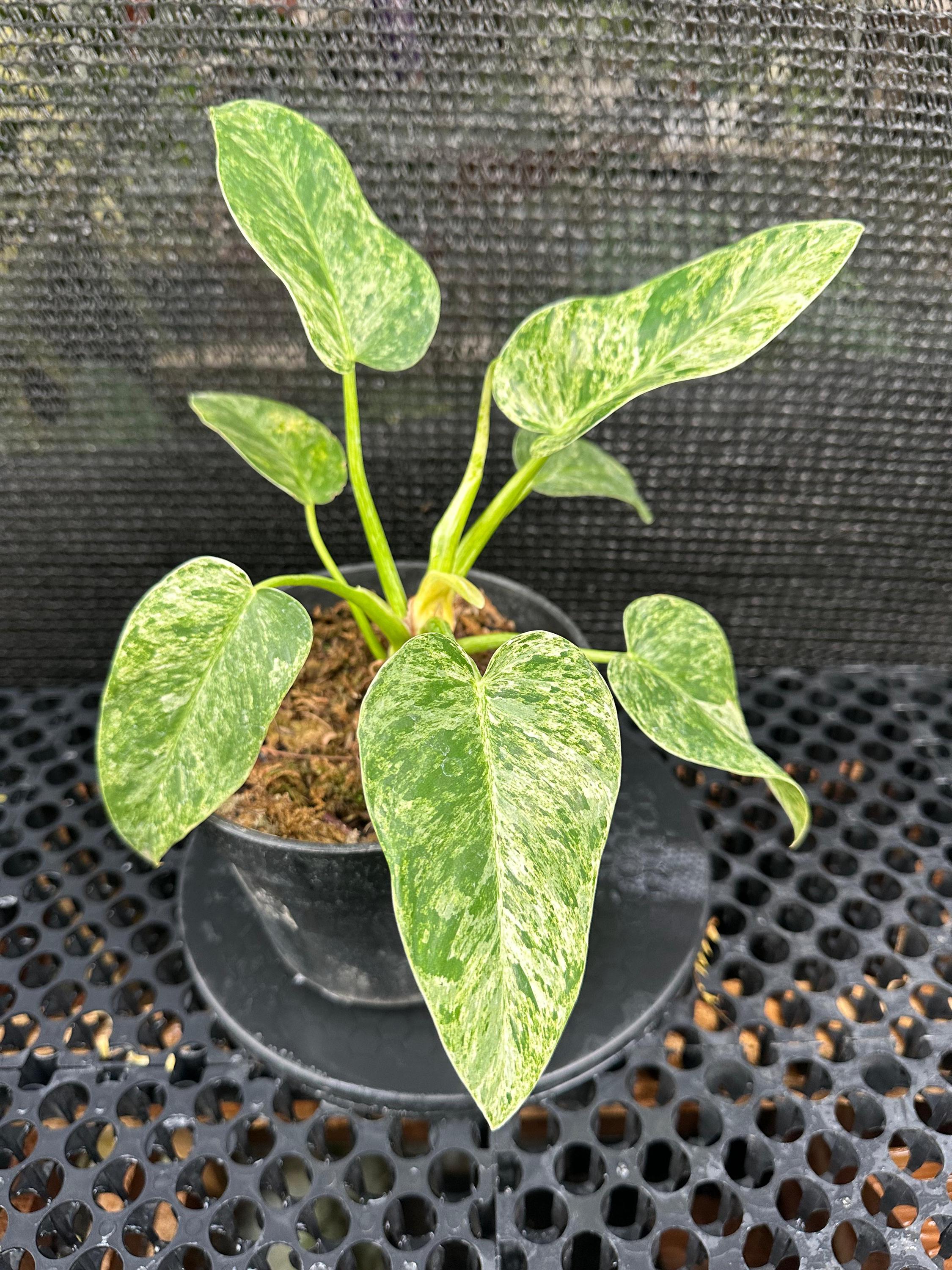 Variegated philodendron giganteum - Etsy 日本