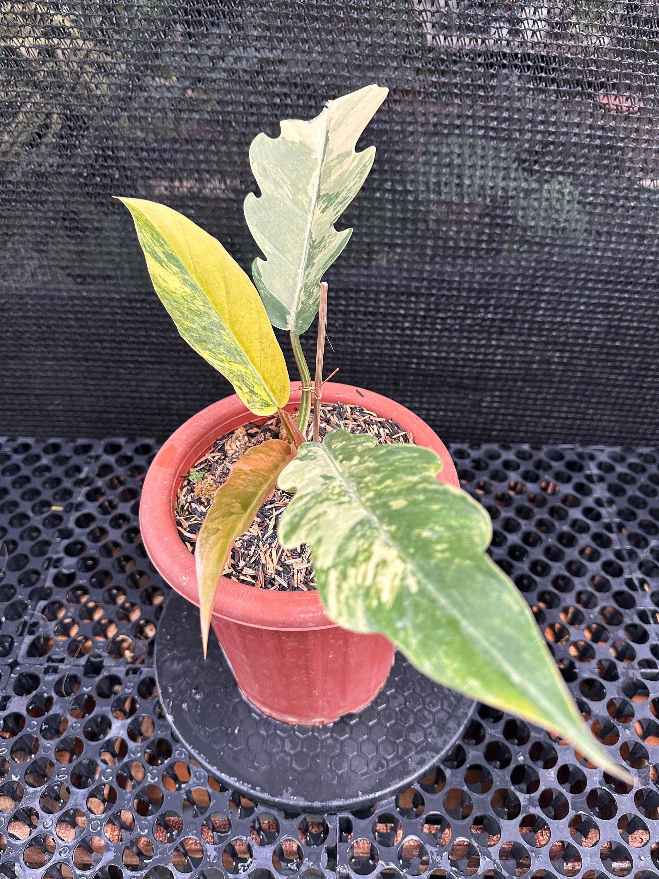 Codiaeum Variegatum "Mrs Iceton" - Pianta D'appartamento Con Foglie Variegate | Vivai Le Georgiche