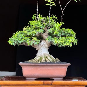 Puede incluir: Un árbol bonsái con un tronco grueso y nudoso y un follaje verde exuberante. El árbol está en maceta en una maceta de cerámica marrón de forma rectangular. La maceta está sobre una mesa de madera.