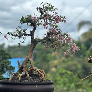 Puede incluir: Un árbol bonsái con un tronco grueso y un sistema de raíces intrincado, plantado en una maceta de color marrón oscuro. El árbol tiene pequeñas hojas verdes y flores rosas.