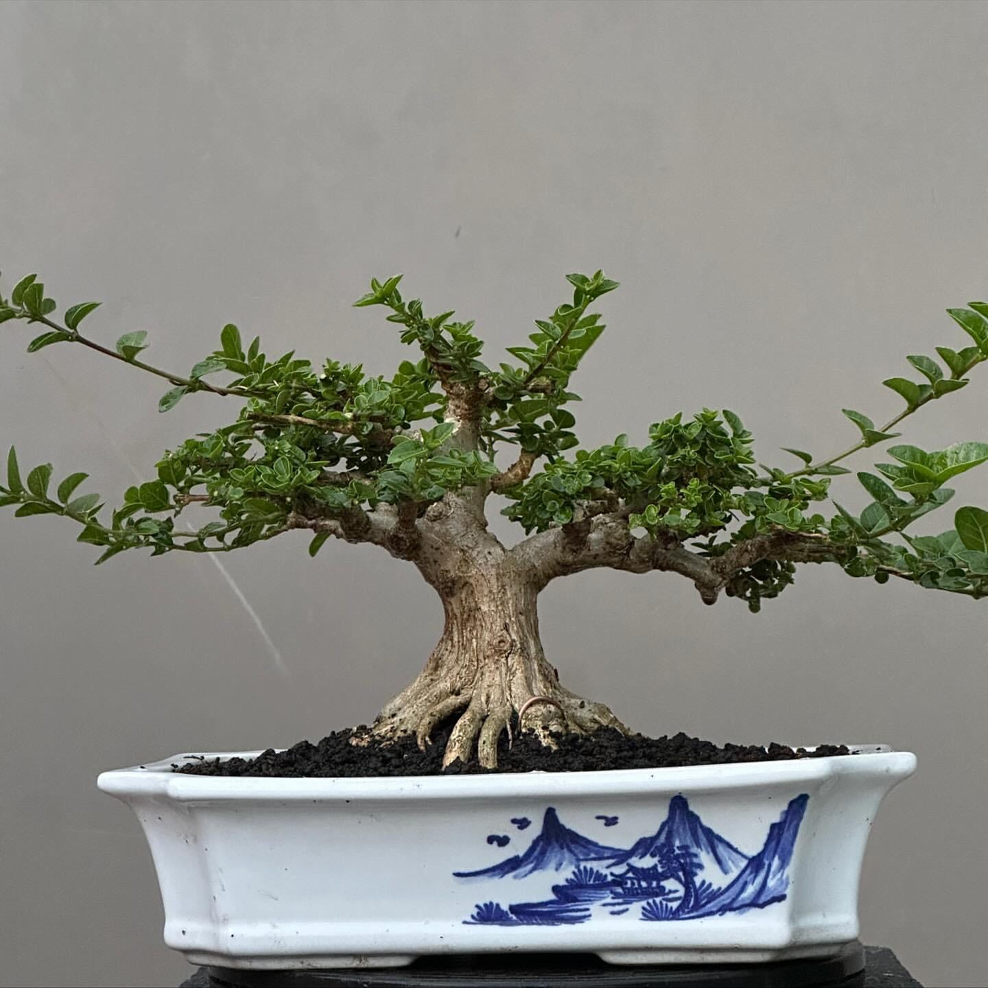 5 Tamarind Tree Seeds (Tamarindus Indica) - Grow Your Own Tropical Fruit &  Bonsai Tomato Tree Seeds