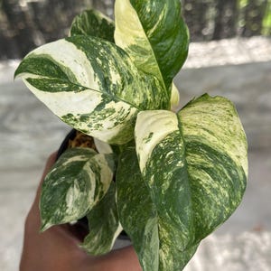 Actual Plant. Rhaphidophora Puberula Variegated
