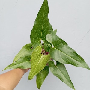 New Species Anthurium Watermaliense. With Phytosanitary