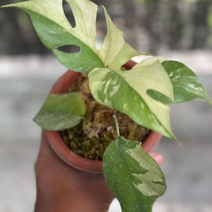 Actual Plant. Rhaphidophora tetrasperma Variegated