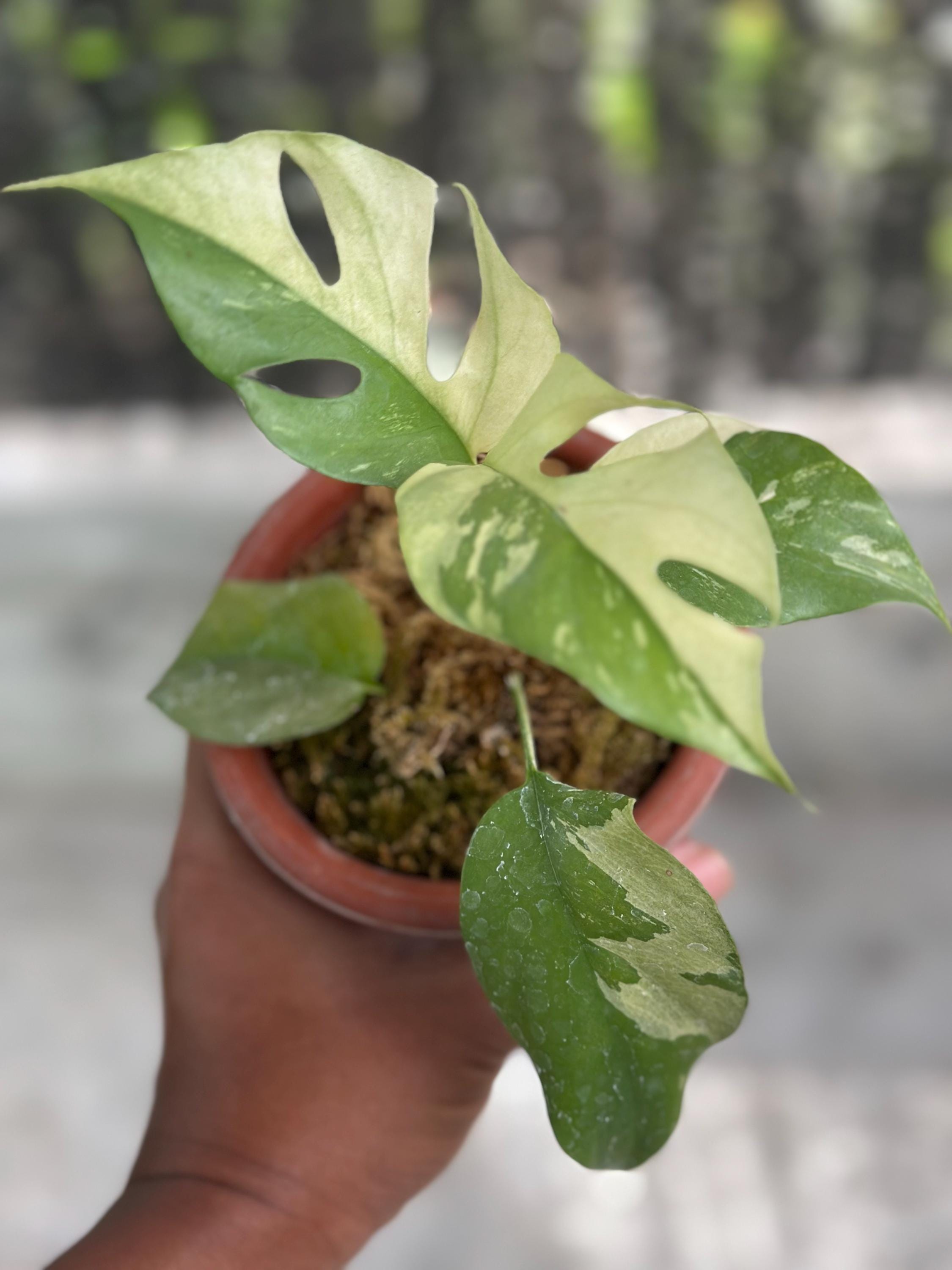 Rhaphidophora tetrasperma - Etsy 日本