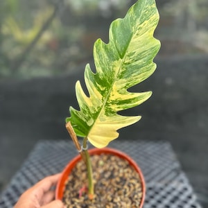 Actual Plant. Philodendron Caramel Marble. Free Phytosanitary