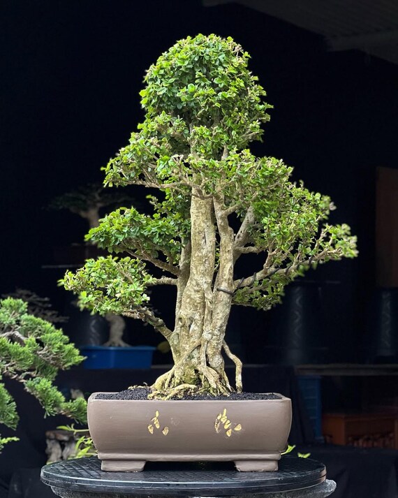 Lebensbaum. Bonsai Malphigia cogcigera - Etsy sterreich