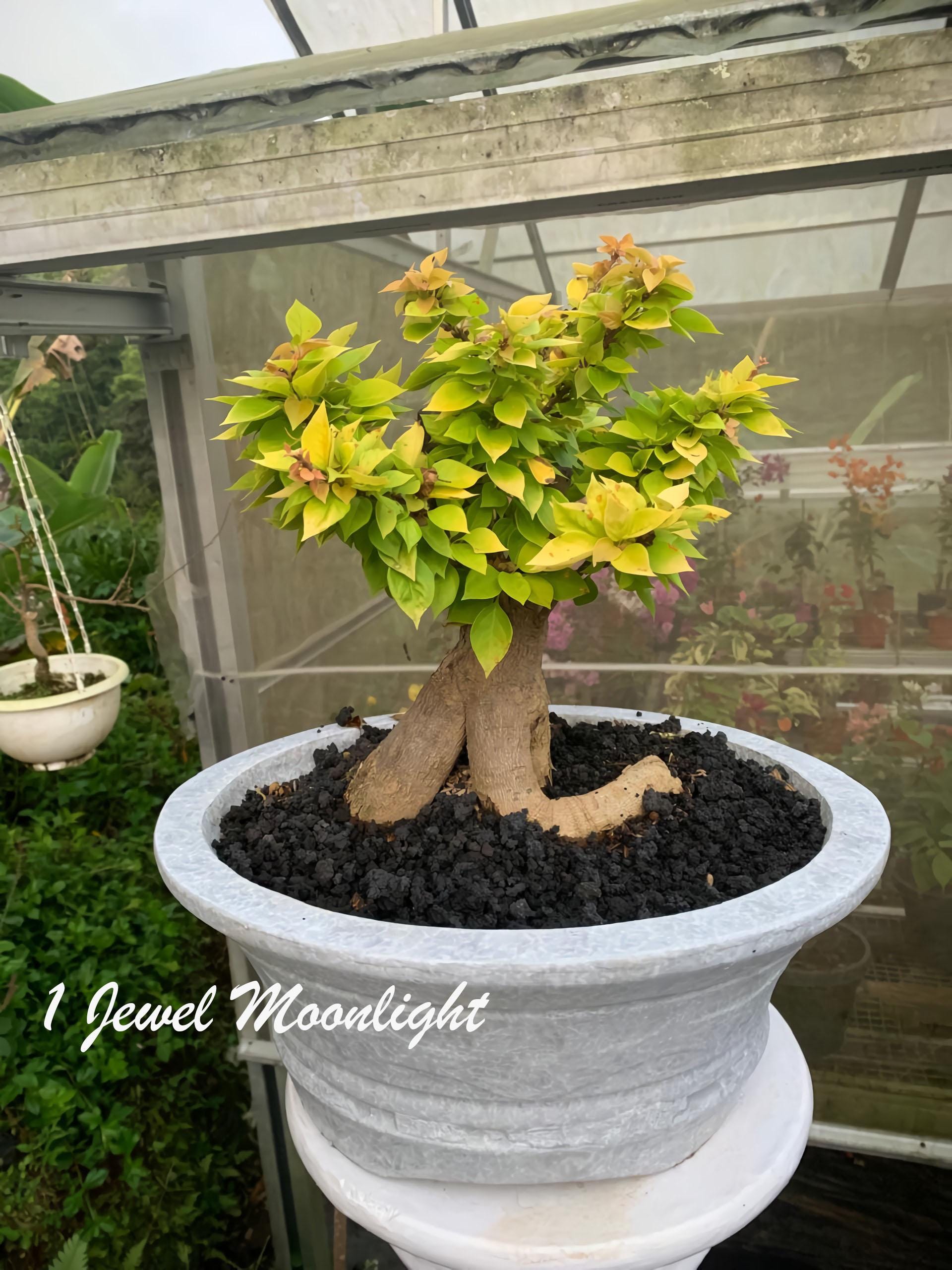 Real Picture. Bonsai Bougenvillea Singapur Jewel Moonlight Real Picture. Bonsai Bougenvillea Singapur Jewel Moonlight