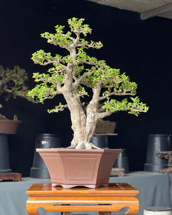 Lebensbaum. Bonsai-Zwerg-Barbados-Kirsche
