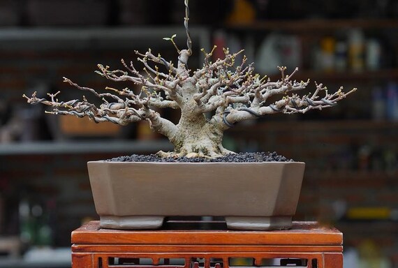 bonsai gras Bonsai with Spikey Grass on Grapewood in Growers Pot (shown 5'-3"H