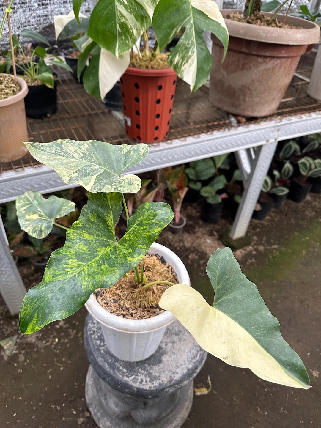 Thaumatophillum Williamsii Variegated. Philodendron