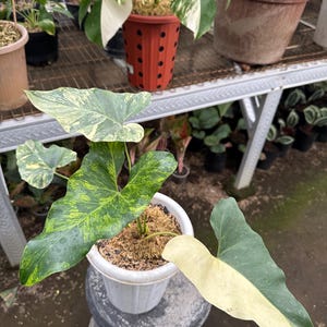Thaumatophillum Williamsii Variegated. Philodendron Williamsii Free Phytosanitary