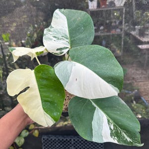 Actual Plant. Monstera Variegated with Phytosanitary