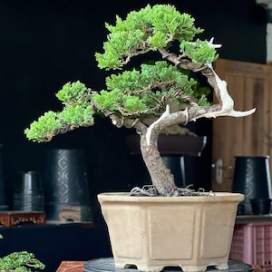 Peut inclure: Un bonsaï méticuleusement façonné avec un feuillage vert vif et un tronc tordu. L'arbre est planté dans un pot beige de forme carrée, posé sur une surface en bois. Le fond sombre met en valeur les détails du bonsaï.