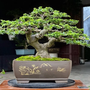 May include: A meticulously crafted bonsai tree with vibrant green foliage and a thick, textured trunk. The tree is planted in a rectangular brown pot adorned with a gold landscape design. The pot is filled with green moss.