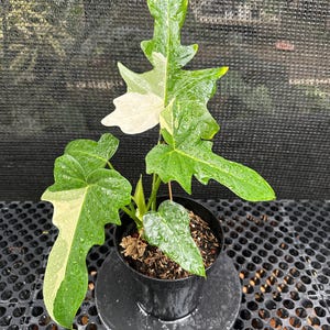 Actual Plant. Philodendron Golden Dragon Variegated. Free Phytosanitary