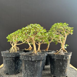 Wholesale Bonsai Tree. 10 Psc Premna Michrophylla. - Etsy Finland