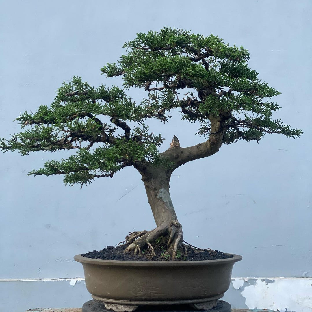 Life Tree. Bonsai Cemara Juniperus Sargenti Itoigawa - Etsy