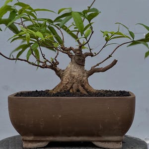 May include: A bonsai tree with a thick, gnarled trunk and green leaves, potted in a brown ceramic pot.