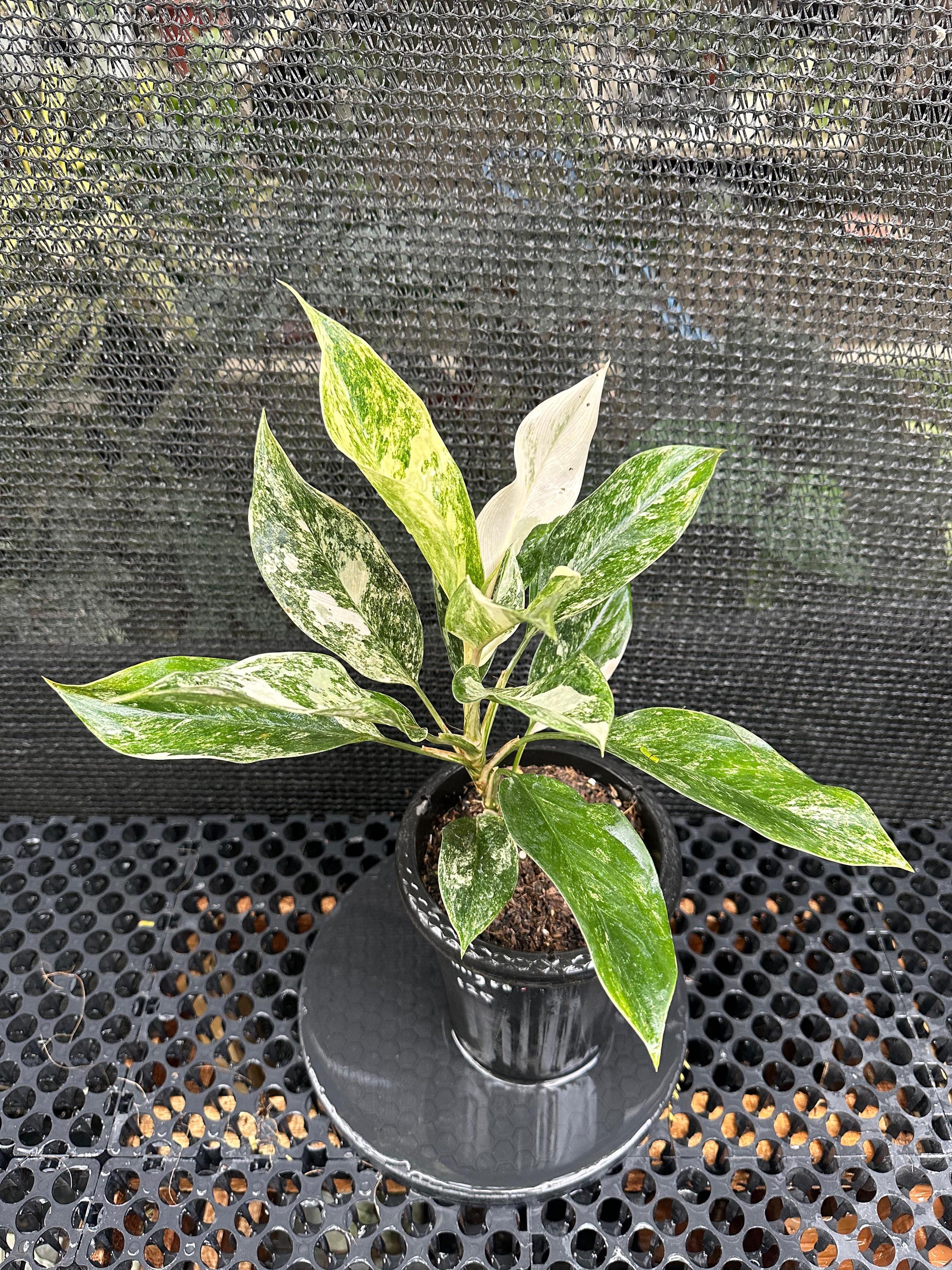 アグラオネマ サイアム ジェイド 斑入り。無料の植物検疫証明書 - Etsy