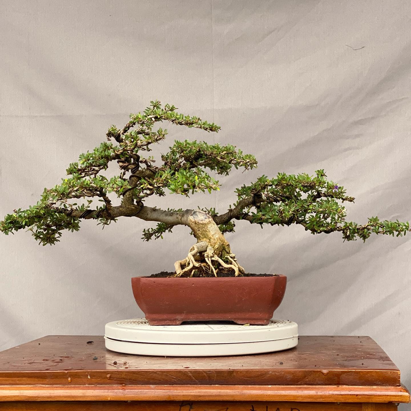 Árbol de la Bonsái de campanilla azul vietnamita