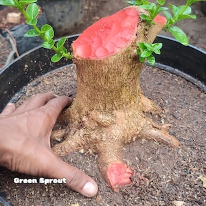 Puede incluir: Primer plano de un bonsái con un tronco grueso y nudoso y una corteza de color rojo brillante. El árbol está en maceta en una maceta negra y está rodeado de tierra marrón. El texto "Green Sprout" es visible en la esquina inferior izquierda de la imagen.