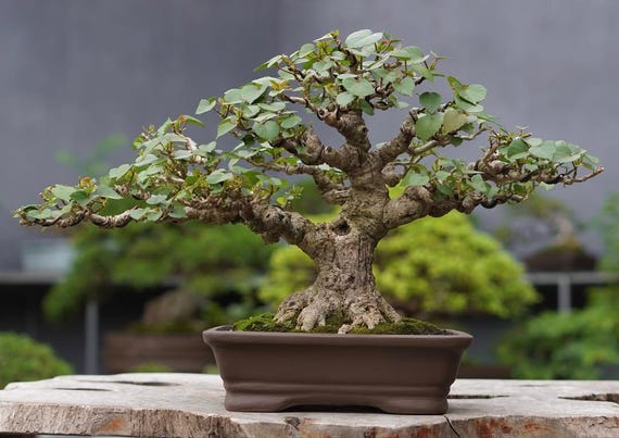 bonsai plant seed Grow Your Own Bonsai Tree Kit Chinese Juniper