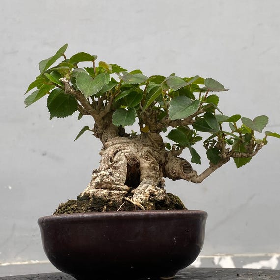 Life Tree. Bonsai Hibiscus Tiliaceus - Etsy Israel
