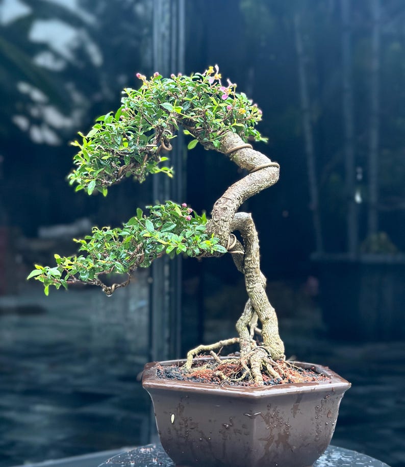 Life Tree. Bonsai Malpighia Glabra Sakura Micro Etsy