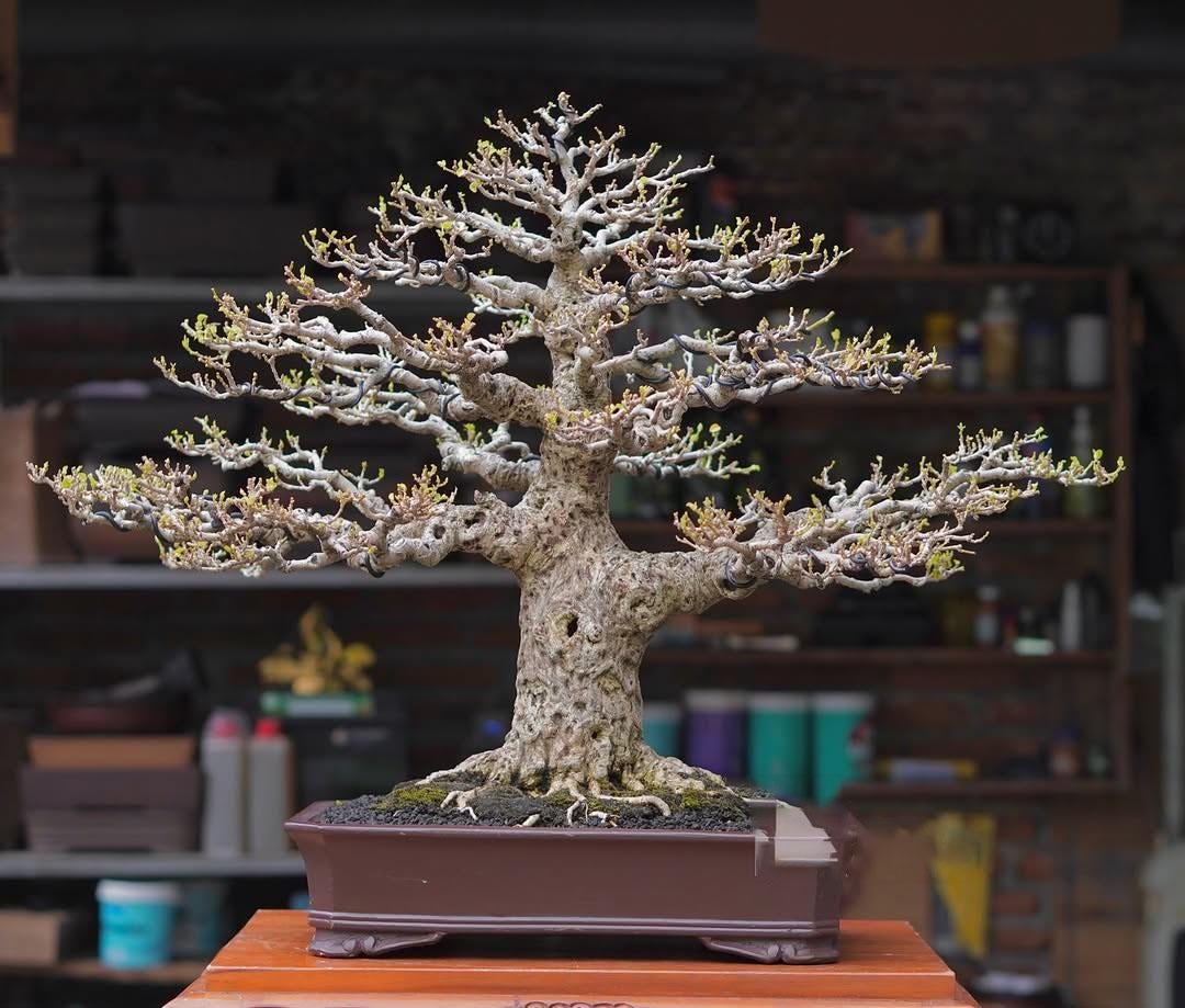 Life Tree. Bonsai Hibiscus Tiliaceus - Etsy