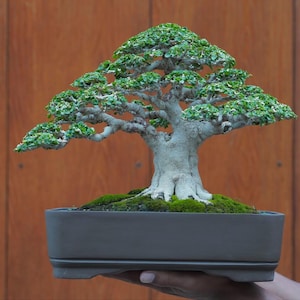 Árbol Bonsái. Bonsái Premna Microphyla