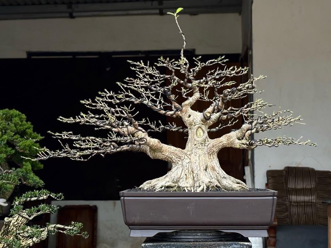 Bald cypress bonsai - Etsy 日本
