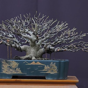 May include: A bonsai tree with a gnarled, twisted trunk and many branches. The tree is in a dark green ceramic pot with a gold design. The pot is sitting on a wooden table.