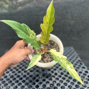Actual Plant. 4 Leaf Philodendron Caramel Marble. Free Phytosanitary