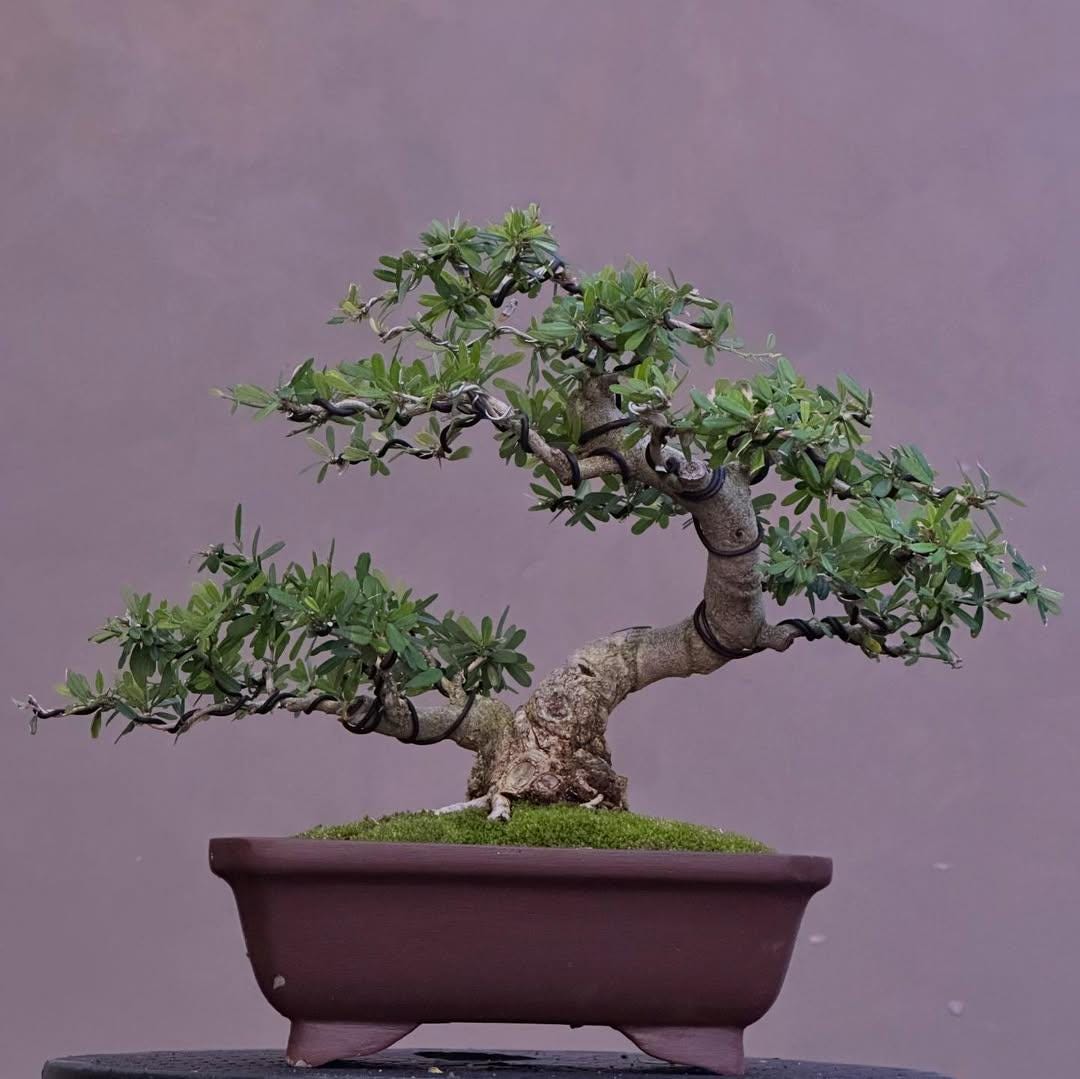 Echter Baum. Bonsai Vietnamesisch Blau Glocke. Trifidacanthus. Duftende  violette Blten. Desmodium - Etsy.de