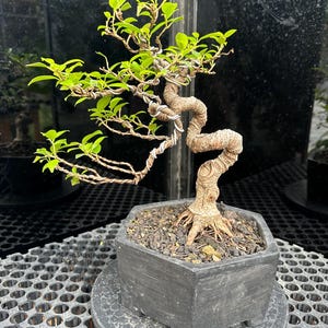 Drzewo życia. Bonsai Ficus Loa. Ficus Retusa. Kora tygrysia. Mały rozmiar. Prawdziwe zdjęcie Chińskiego figowca figowego Ficus Microcarpa